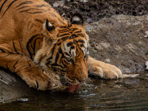 JAI-QUENCHING HIS THIRST