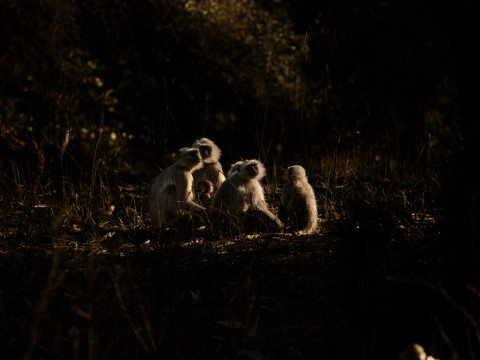 LANGOORS BASKING IN THE MORNING SUN