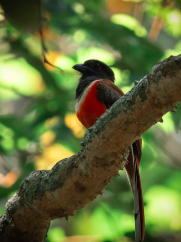 MALABAR TROGON