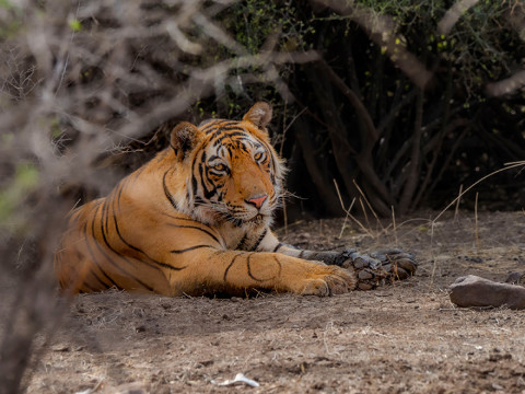 A MALE TIGER RESTING