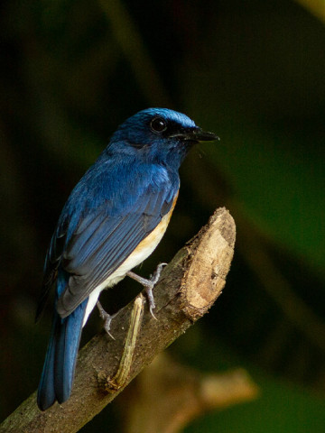 BLUE BELLIED FLYCATCHER