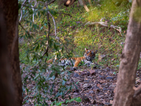 NOORI'S SUB ADULT CUB