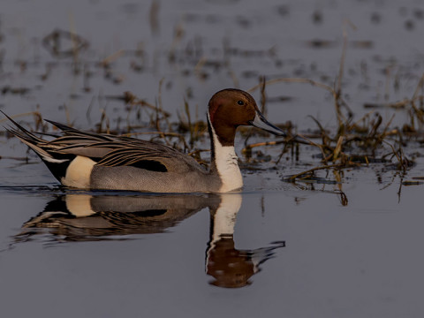 NORTHERN PINTAIL