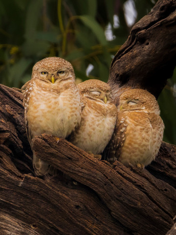 PARLIAMENT OF OWLS