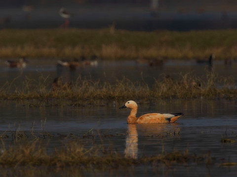 RUDDY SHELDUCK