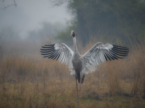 SARUS CRANE