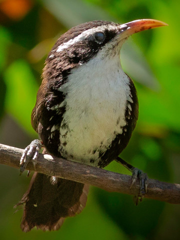 SCMITAR BABBLER