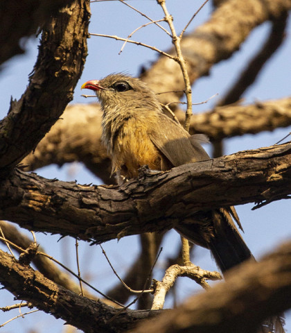 SIRKEER MALKOHA