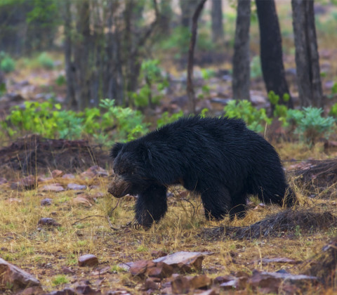 SLOTH BEAR