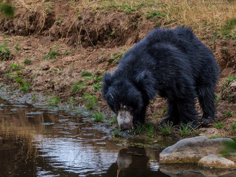 SLOTH BEAR