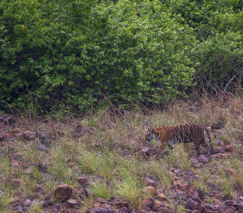 TIGER (FEMALE)