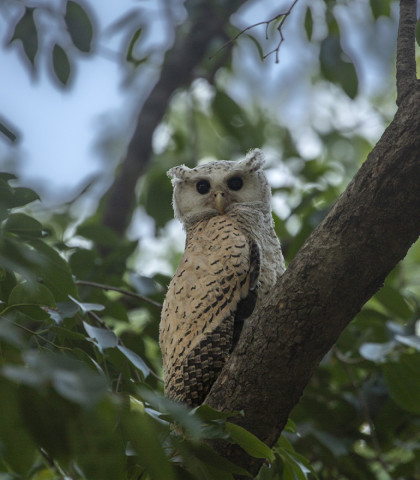 SPOT BELLIED EAGLE OWL