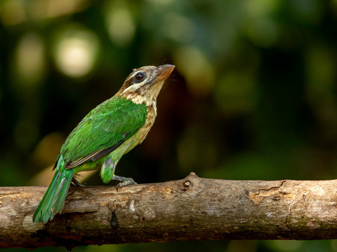 WHITE CHEEKED BARBET