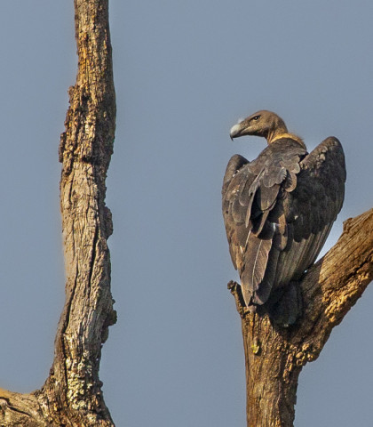 WHITE RUMPED VULTURE