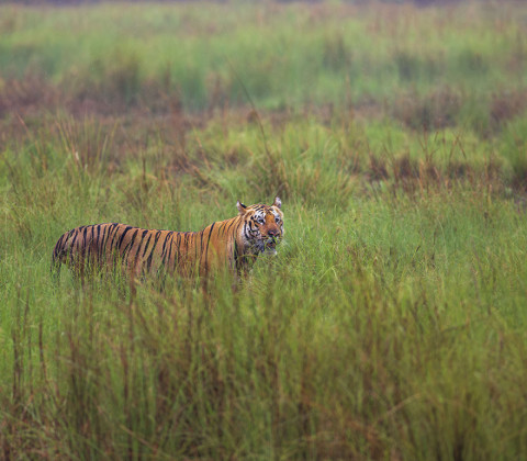 TIGER (MALE)