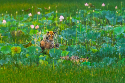 Tadoba budget friendly tour