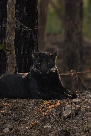 Mogarkassa -BLACK PANTHER expedition