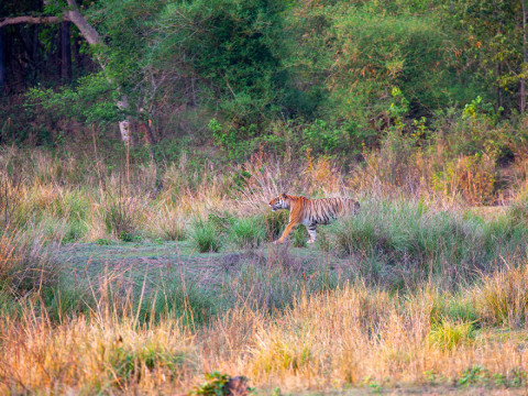 Kanha photography tour Summer