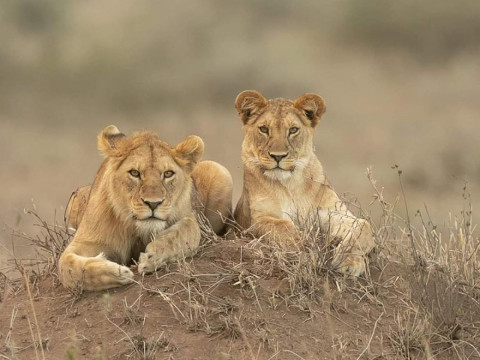 Masai Mara-Lake Nakuru-Amboseli photography tour