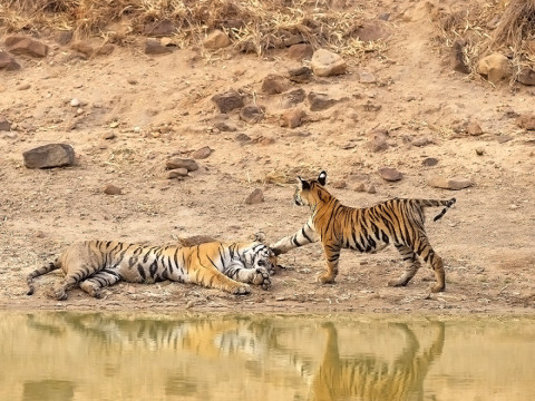 Bandhavgarh Photography Tour