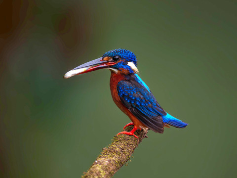 Jewels of Konkan  Photography Tour