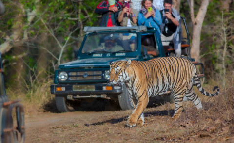 Panna Wildlife Tour