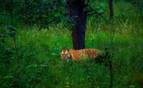 Pench Wildlife Tour