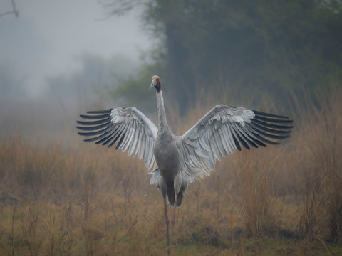 Bharatpur Photography Tour