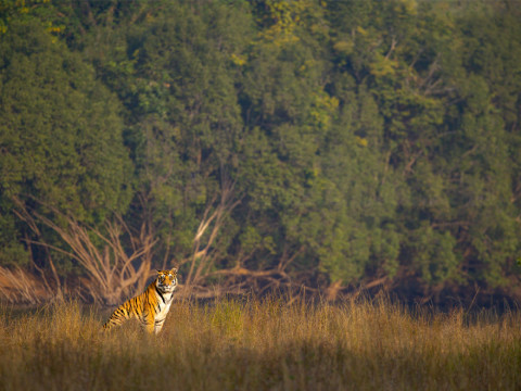 Satpura photography tour