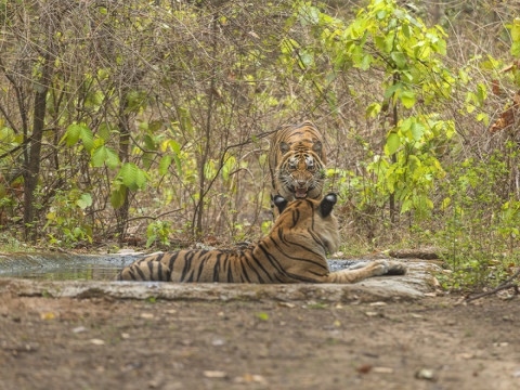 Kanha photography tour Summer