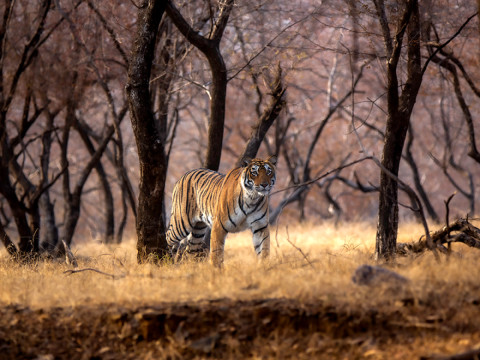 Ranthambore Photography Tour