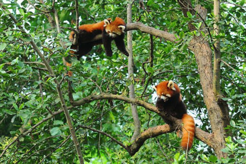 Red Panda Photography expedition & Himalayan Birding Trip