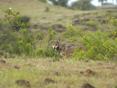 Bhigwan - Grasslands Photography Tour